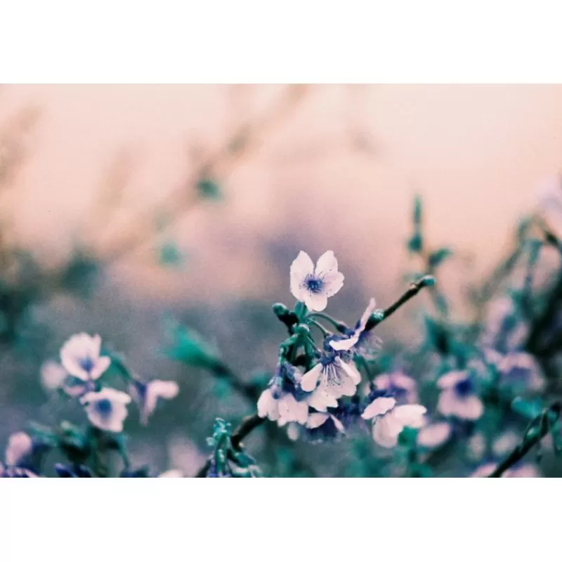 Lomography Négatifs Couleur-LomoChrome2021 Turquoise 35 mm ISO 100–400 36 poses
